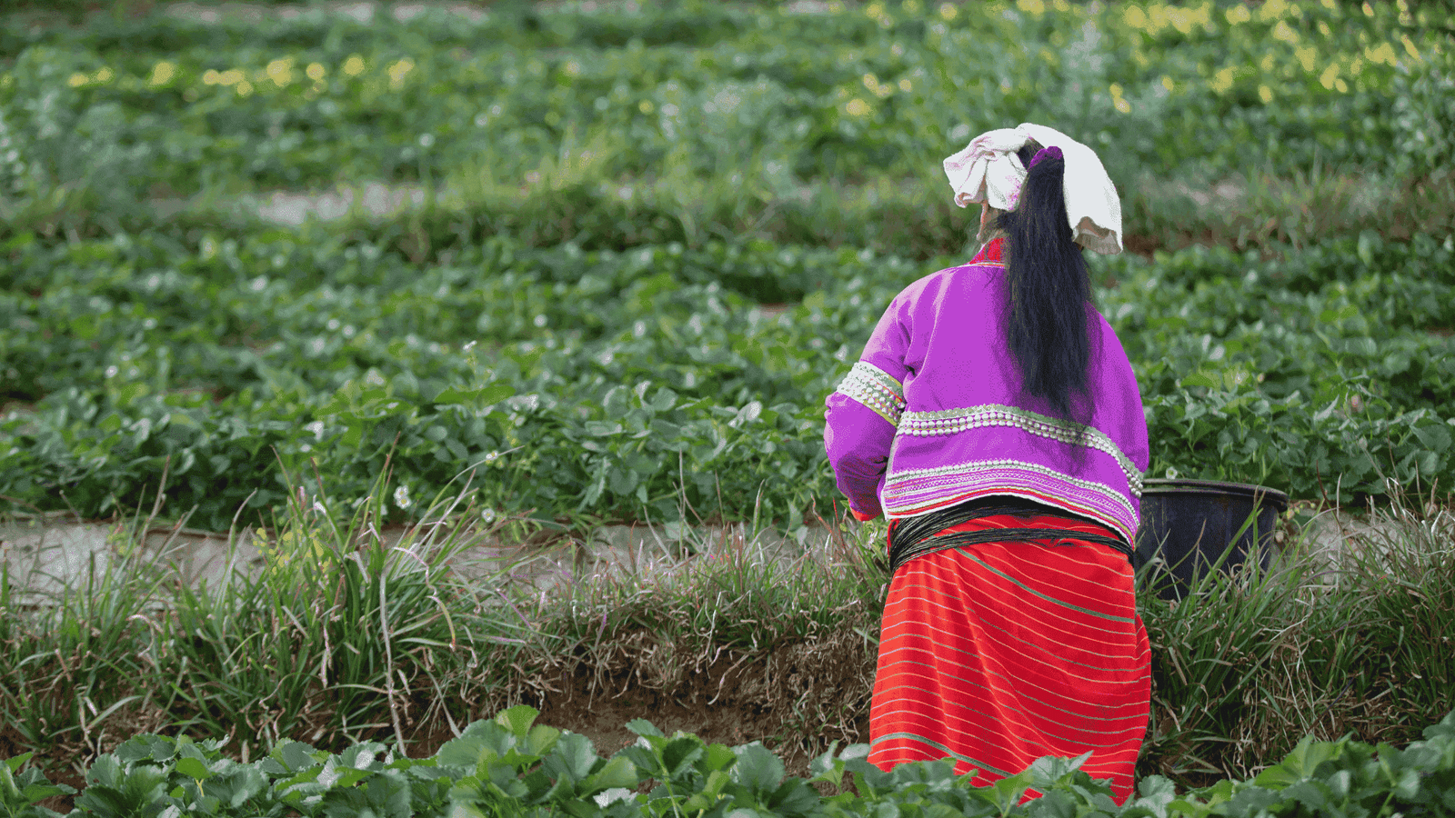 Feminization of Agriculture: Unraveling Gender Dynamics in Rural Farming Communities